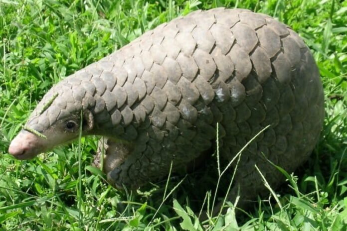 cryptic pangolin species discovery india