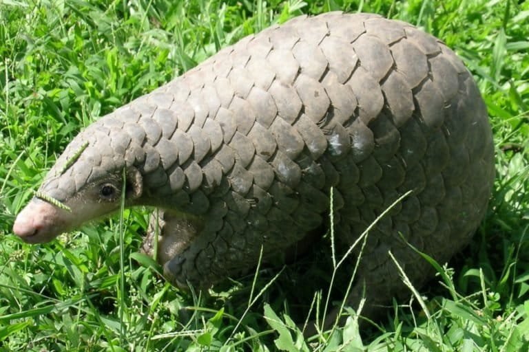Cryptic Pangolin Species Discovery in India: Unlocking Nature’s Hidden Secrets